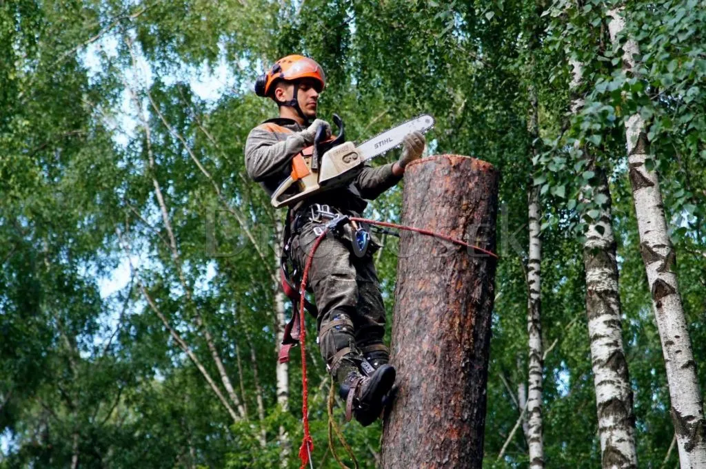 Валка деревьев