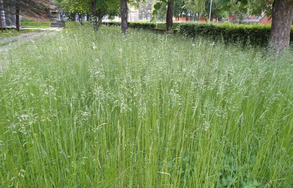 Покос травы