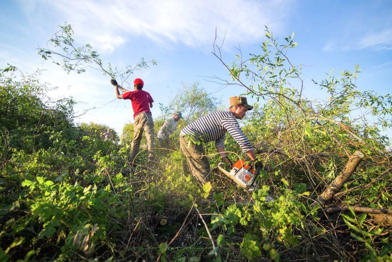 Вырубка кустарника