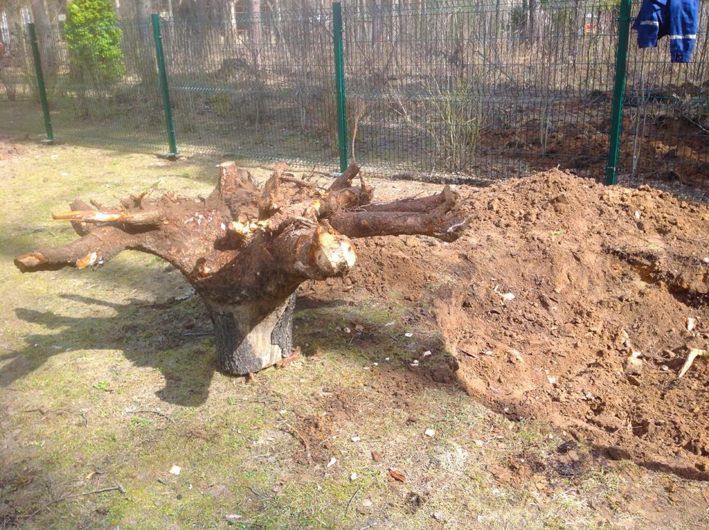 Раскорчевка участка