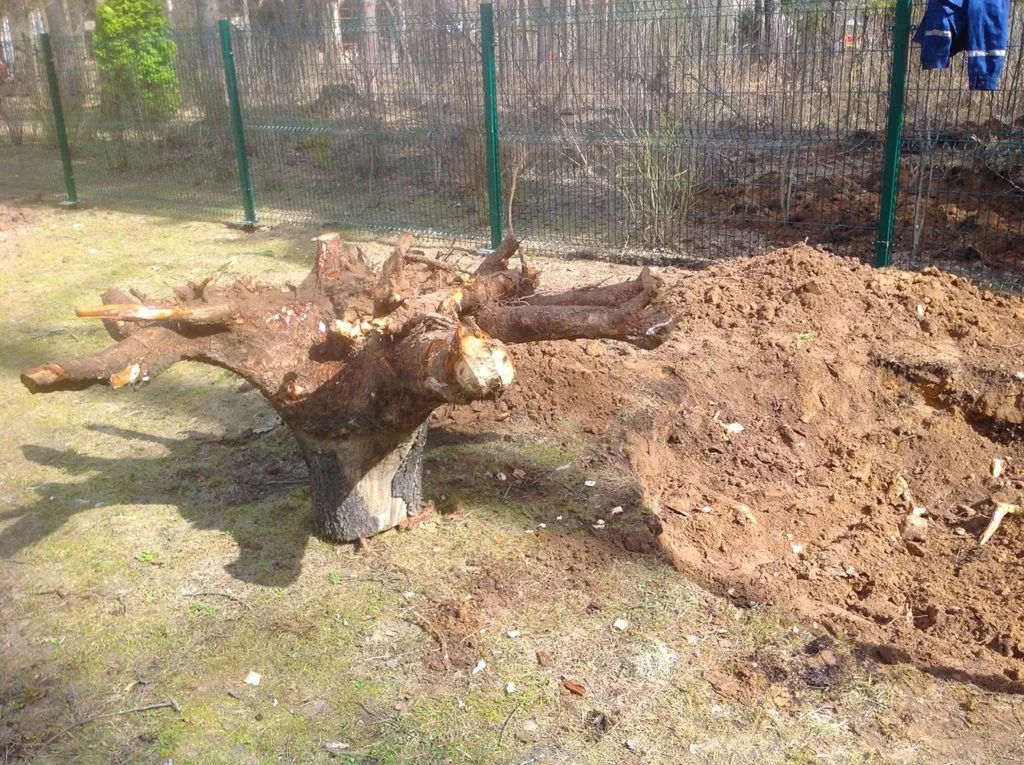 Раскорчевка участка