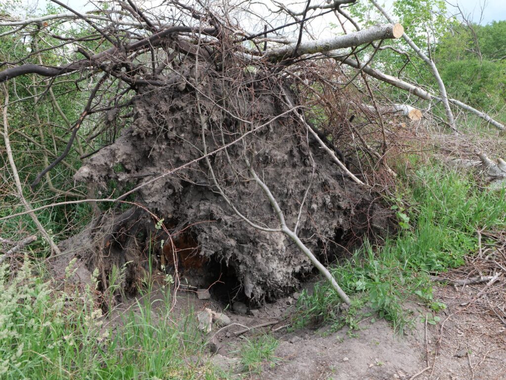 Удаление корней: вывороченный пень с корнями и распиленный ствол